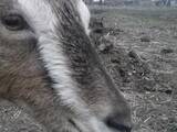 Тваринництво,  Сільгосп тварини Кози, ціна 2700 Грн., Фото