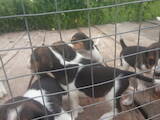 Собаки, щенки Эстонская гончая, цена 2000 Грн., Фото