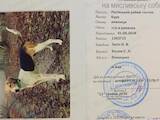 Собаки, щенята Російський хорт, ціна 4000 Грн., Фото