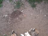 Собаки, щенки Западно-Сибирская лайка, цена 2000 Грн., Фото