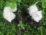 Кішки, кошенята Невідома порода, ціна 100 Грн., Фото