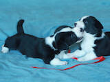 Собаки, щенята Вельш коргі кардіган, ціна 27000 Грн., Фото