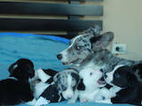 Собаки, щенки Вельш корги кардиган, цена 27000 Грн., Фото