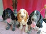 Собаки, щенки Русский спаниель, цена 9500 Грн., Фото