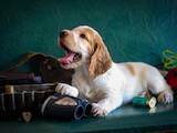 Собаки, щенята Російський спаніель, ціна 9500 Грн., Фото