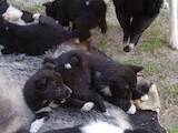 Собаки, щенки Русско-Европейская лайка, цена 2200 Грн., Фото