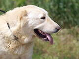 Собаки, щенки Среднеазиатская овчарка, цена 12000 Грн., Фото