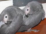 Папуги й птахи Папуги, ціна 24300 Грн., Фото