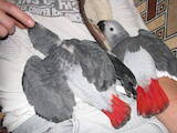 Папуги й птахи Папуги, ціна 24300 Грн., Фото