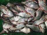 Продовольство Риба і рибопродукти, ціна 50 Грн./кг., Фото