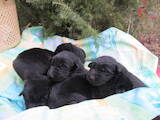 Собаки, щенки Восточно-Европейская овчарка, цена 8000 Грн., Фото
