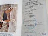 Собаки, щенята Російський хорт, ціна 3500 Грн., Фото