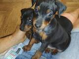 Собаки, щенки Карликовый пинчер, цена 7000 Грн., Фото