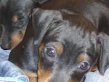 Собаки, щенята Карликовий пінчер, ціна 7000 Грн., Фото