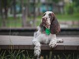 Собаки, щенята Англійська Спрінгер спаніель, ціна 20000 Грн., Фото