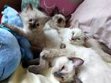 Кошки, котята Бирманская, цена 1000 Грн., Фото