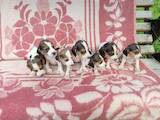 Собаки, щенки Разное, цена 1000 Грн., Фото