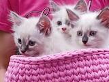 Кішки, кошенята Невськая маскарадна, ціна 3000 Грн., Фото