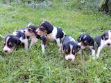Собаки, щенки Эстонская гончая, цена 1300 Грн., Фото