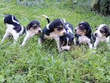 Собаки, щенки Эстонская гончая, цена 1300 Грн., Фото