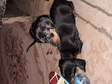 Собаки, щенята Гладкошерста такса, ціна 950 Грн., Фото