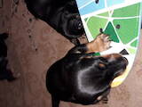 Собаки, щенята Гладкошерста такса, ціна 950 Грн., Фото