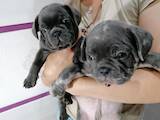 Собаки, щенята Французький бульдог, ціна 27000 Грн., Фото