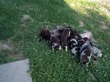 Собаки, щенята Німецька жорсткошерста лягава, ціна 2000 Грн., Фото