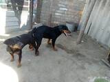 Собаки, щенята Ягдтер'єр, ціна 1500 Грн., Фото