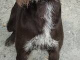 Собаки, щенята Німецька жорсткошерста лягава, ціна 1200 Грн., Фото