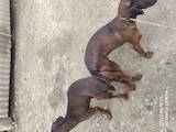Собаки, щенки Баварская гончая, цена 7000 Грн., Фото