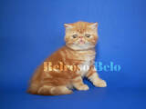 Кішки, кошенята Екзотична короткошерста, ціна 21200 Грн., Фото