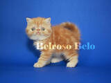Кішки, кошенята Екзотична короткошерста, ціна 21200 Грн., Фото