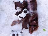 Собаки, щенята Різне, ціна 2500 Грн., Фото