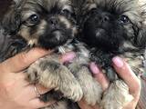 Собаки, щенята Пекінес, ціна 1500 Грн., Фото