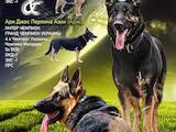 Собаки, щенки Восточно-Европейская овчарка, цена 15000 Грн., Фото