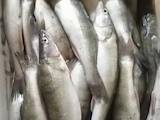 Продовольствие Рыба и рыбопродукты, цена 50 Грн./кг., Фото
