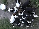 Собаки, щенки Эстонская гончая, цена 1500 Грн., Фото