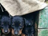 Собаки, щенята Ягдтер'єр, ціна 2500 Грн., Фото
