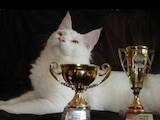 Кішки, кошенята Мейн-кун, ціна 12000 Грн., Фото