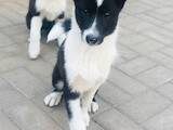 Собаки, щенята Російсько-Європейська лайка, ціна 3999 Грн., Фото