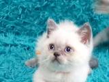 Кошки, котята Шотландская короткошерстная, цена 3500 Грн., Фото