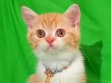 Кошки, котята Шотландская короткошерстная, цена 3500 Грн., Фото