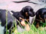 Собаки, щенята Ягдтер'єр, ціна 1300 Грн., Фото
