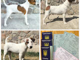 Собаки, щенки Гладкошерстный фокстерьер, цена 6000 Грн., Фото