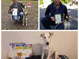 Собаки, щенки Гладкошерстный фокстерьер, цена 6000 Грн., Фото