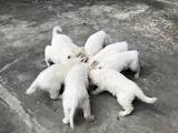 Собаки, щенята Біла Швейцарська вівчарка, ціна 5000 Грн., Фото
