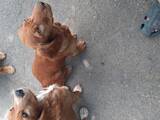 Собаки, щенки Русский спаниель, цена 4000 Грн., Фото