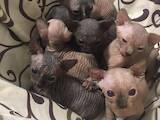Кішки, кошенята Канадський сфінкс, ціна 2800 Грн., Фото