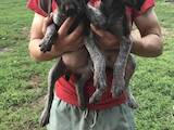 Собаки, щенята Німецька гладкошерста лягава, ціна 1000 Грн., Фото